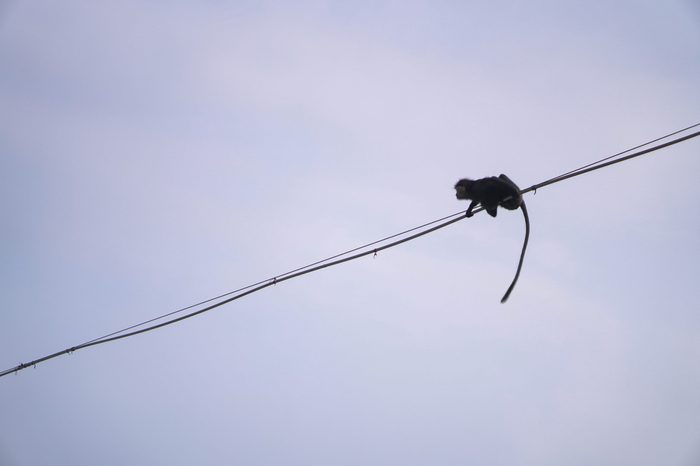 Funny wild monkey in the nature of Asia. Animal on the wires above the water. Types of Sri Lanka. Tourist routes of tropical fauna. Stock photo