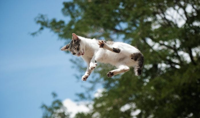 cat in the air
