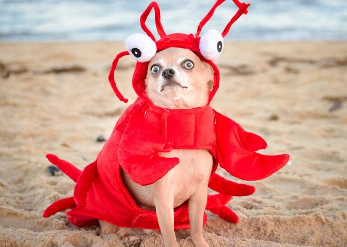 A Chihuahua lobster at the beach.
