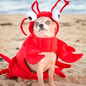 A Chihuahua dressed as a lobster at the beach.