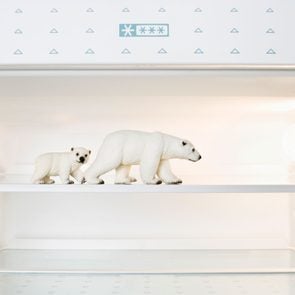 toy polar bears on a shelf in a freezer near temperature knob