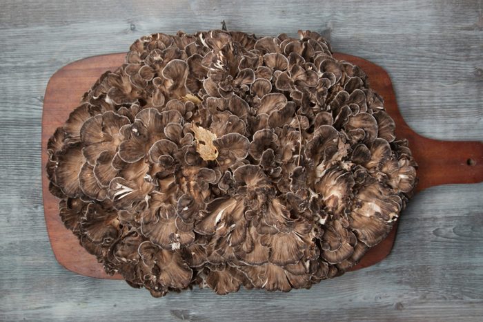 Grifola frondosa, edible polyporus mushroom whide khown in Far East and North America.