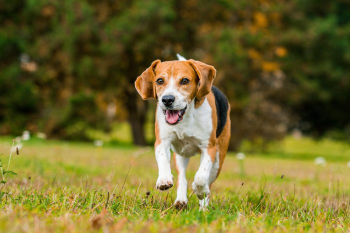 Happy running beagle