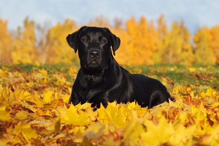 Labrador Retriever lying down in the beautiful Autumn leaves