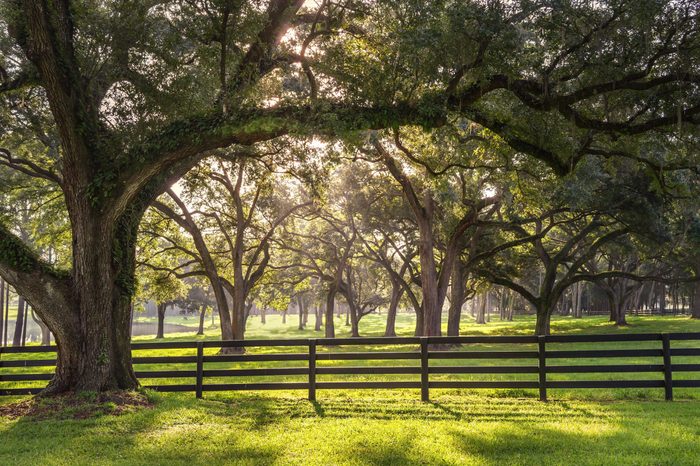 Large oak tree branch with farm fence in the rural countryside at a farm or ranch looking serene peaceful calm relaxing beautiful southern tranquil 