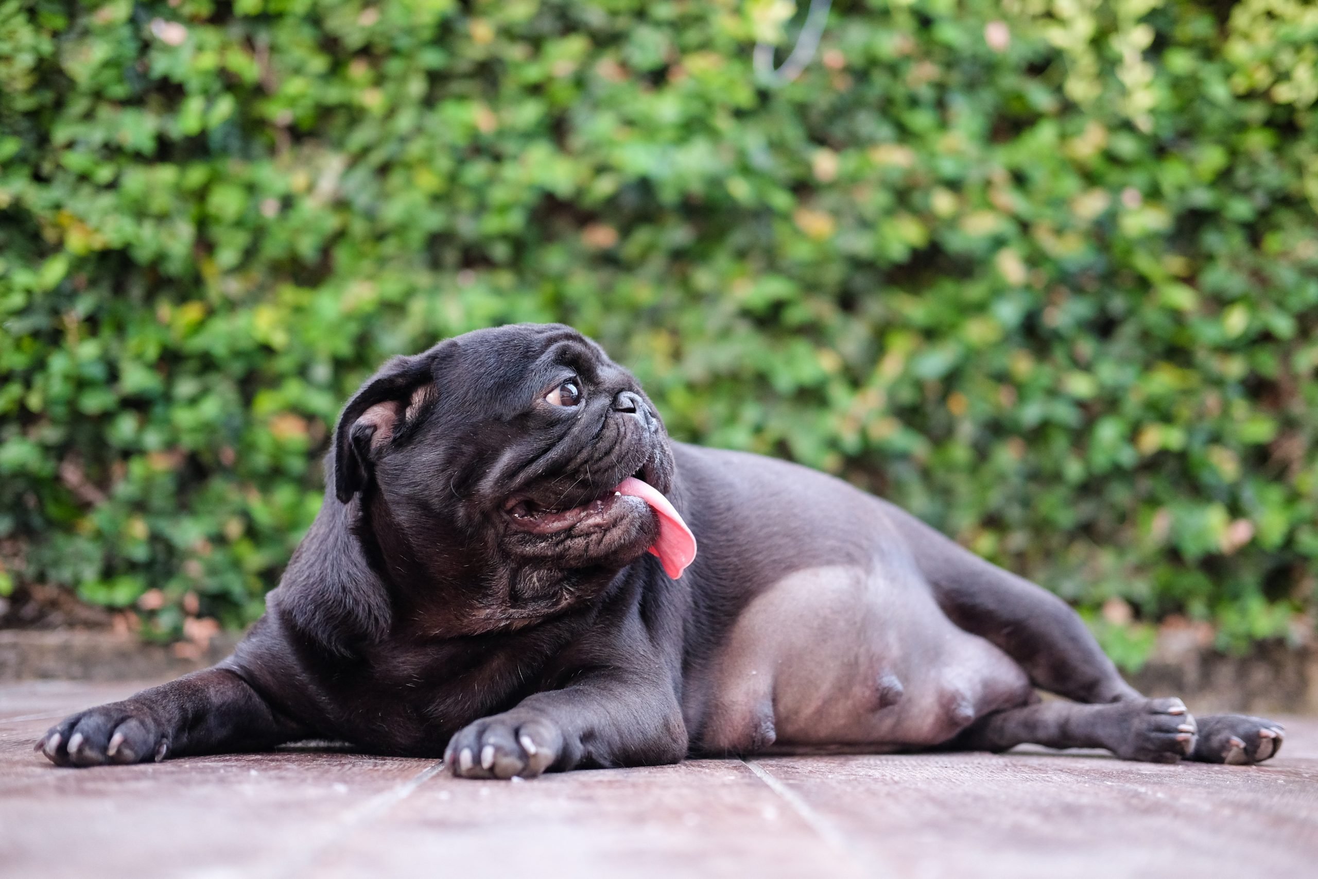 How Long Does It Take for a Dog to Have Puppies? | Reader's Digest