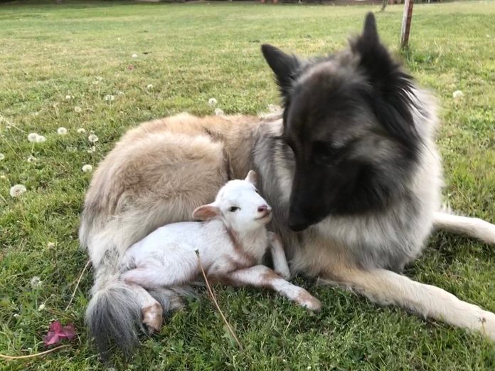 a small lamb curls up with a large, fluffy dog in the grass