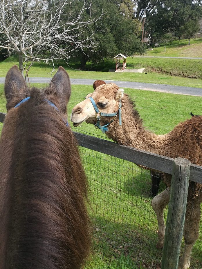 a horse and a camel say hello over the fence