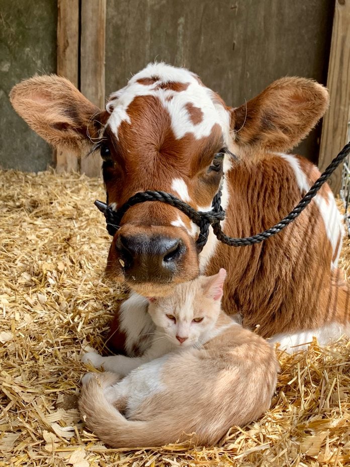 a cat and a cow cuddle in the barn