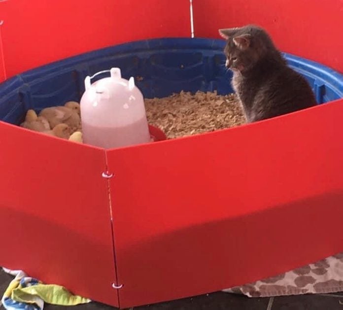 a cat "herds" chicks onto one side of their plastic pen