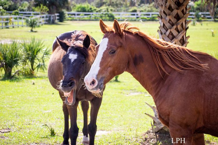 two horses on a sunny day; one laughs
