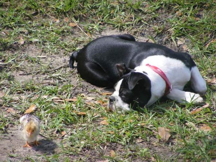 a dog lays in the grass and eyes a small chick nearby