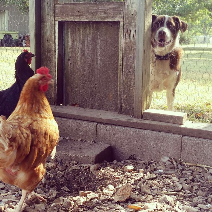 a dog peers in at two chickens in a chicken coop