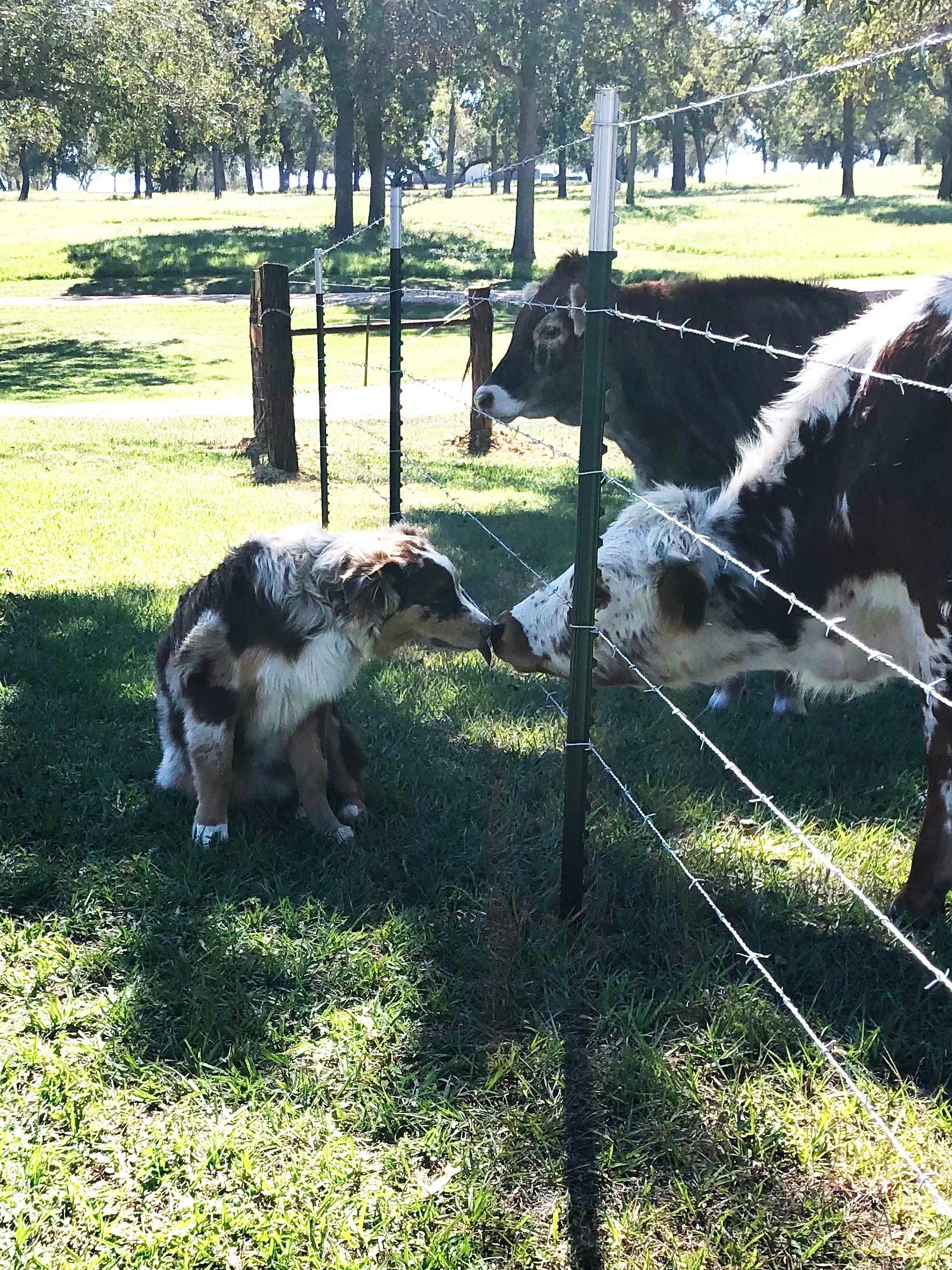 a dog nose-to-nose with a cow on the other side of the fence