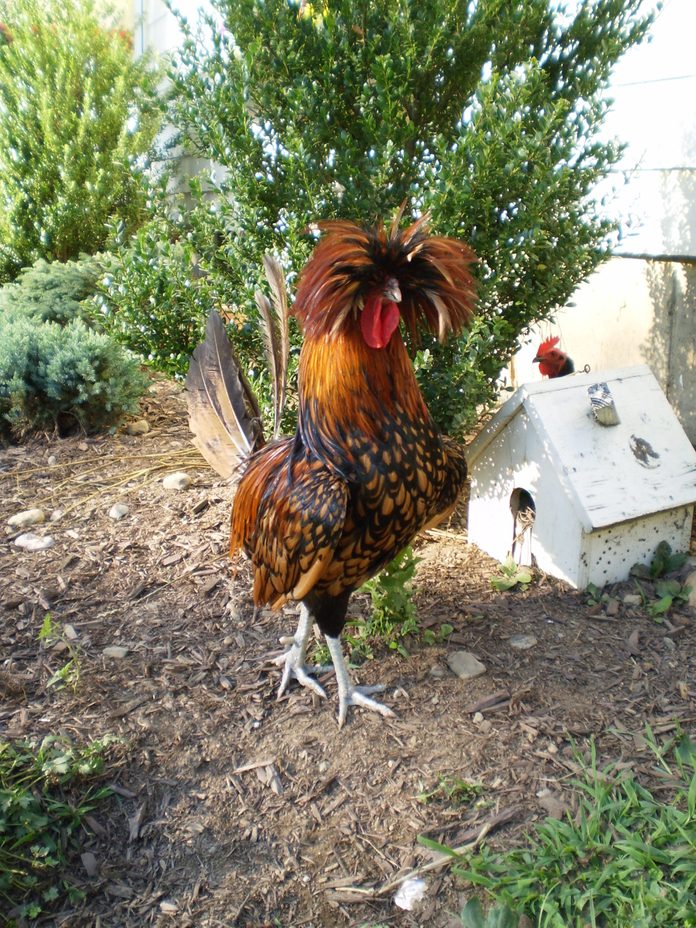 a rooster with his feathers in a crazy "hair-do"