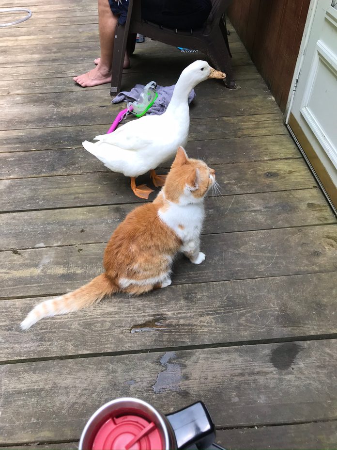 a duck and a cat sit on a deck waiting by a door