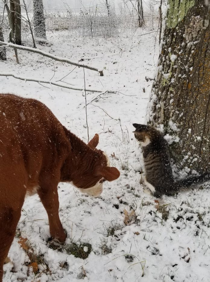 a cow and a cat inspect the snow on the ground