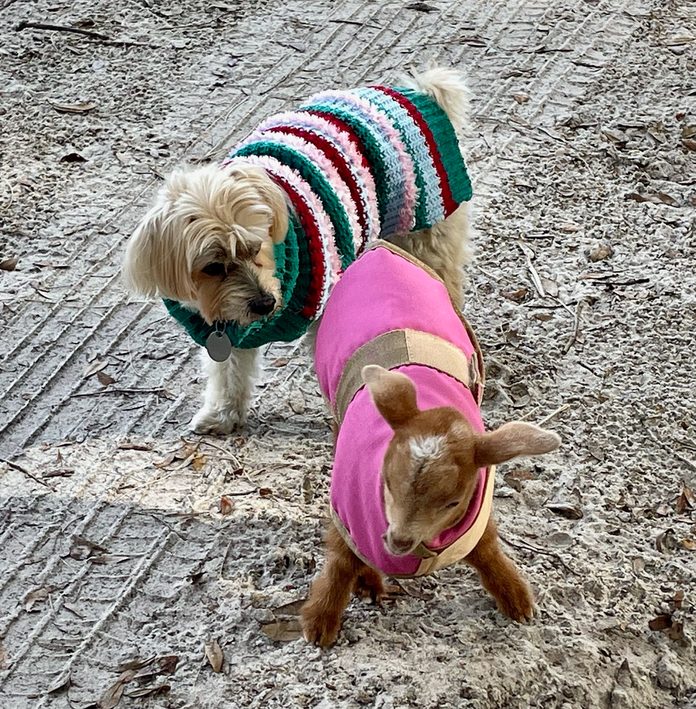 a small dog in a sweater meets a small goat in a sweater