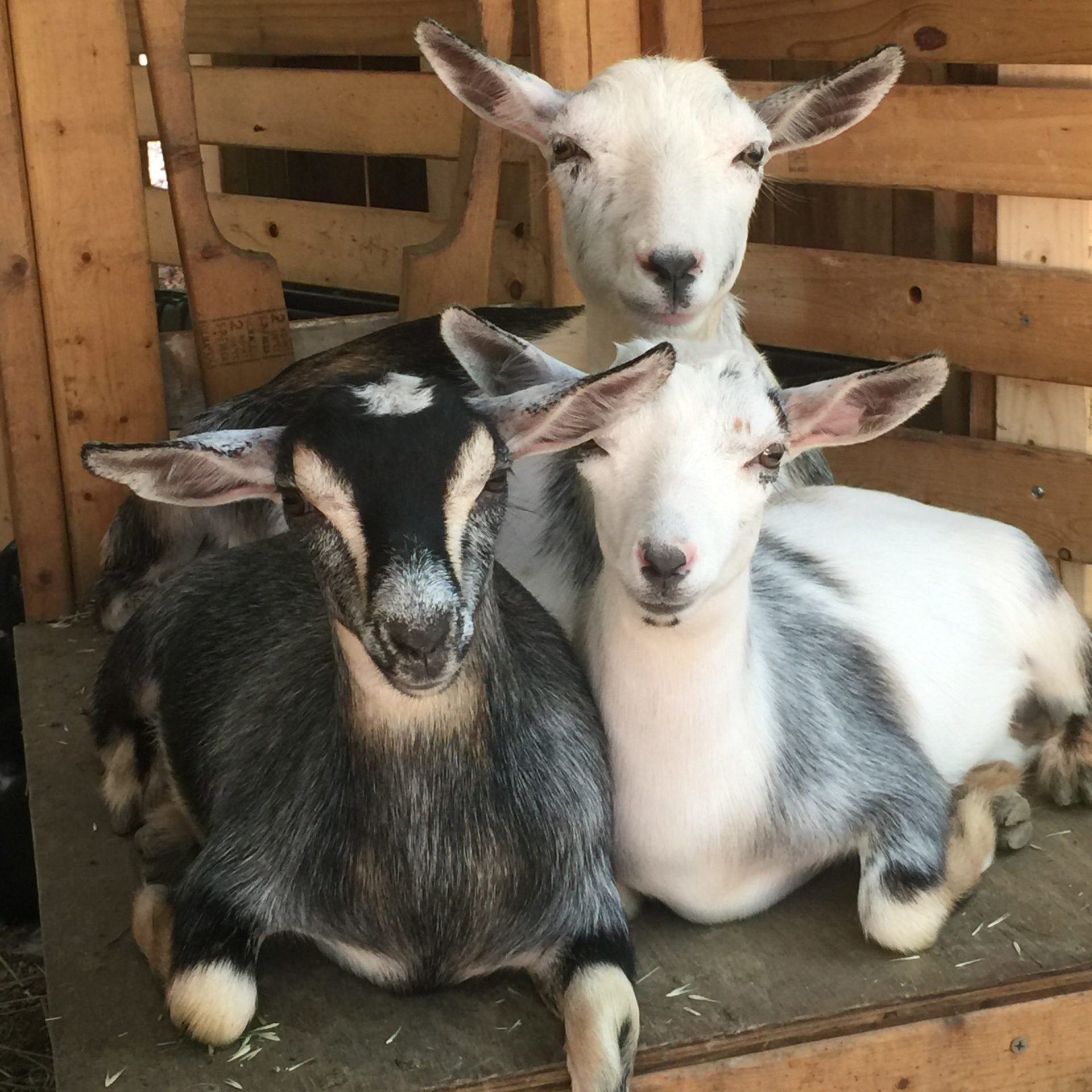 three goats sitting close together on a wooden platform
