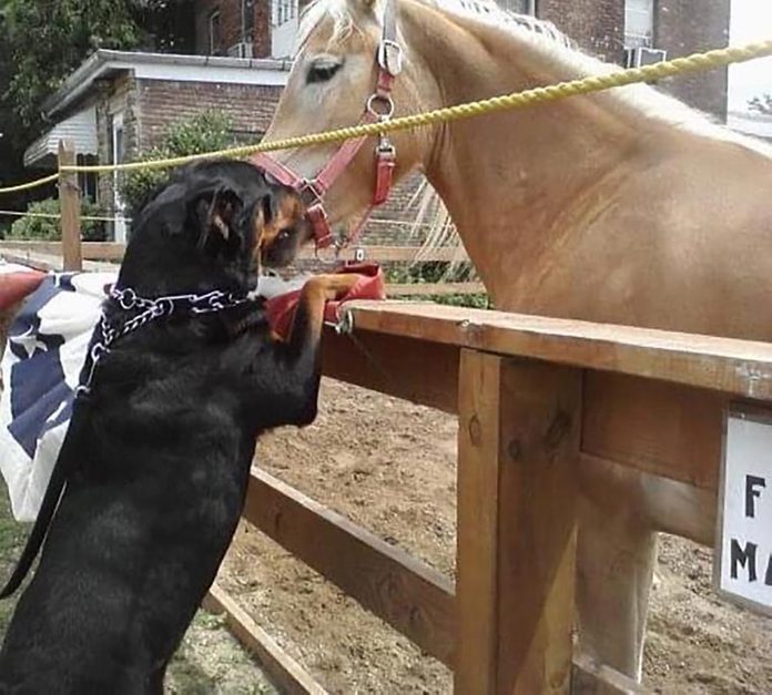 dog standing against a fence to say hello to a horse