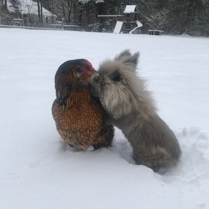 a chicken and a bunny play together in the snow