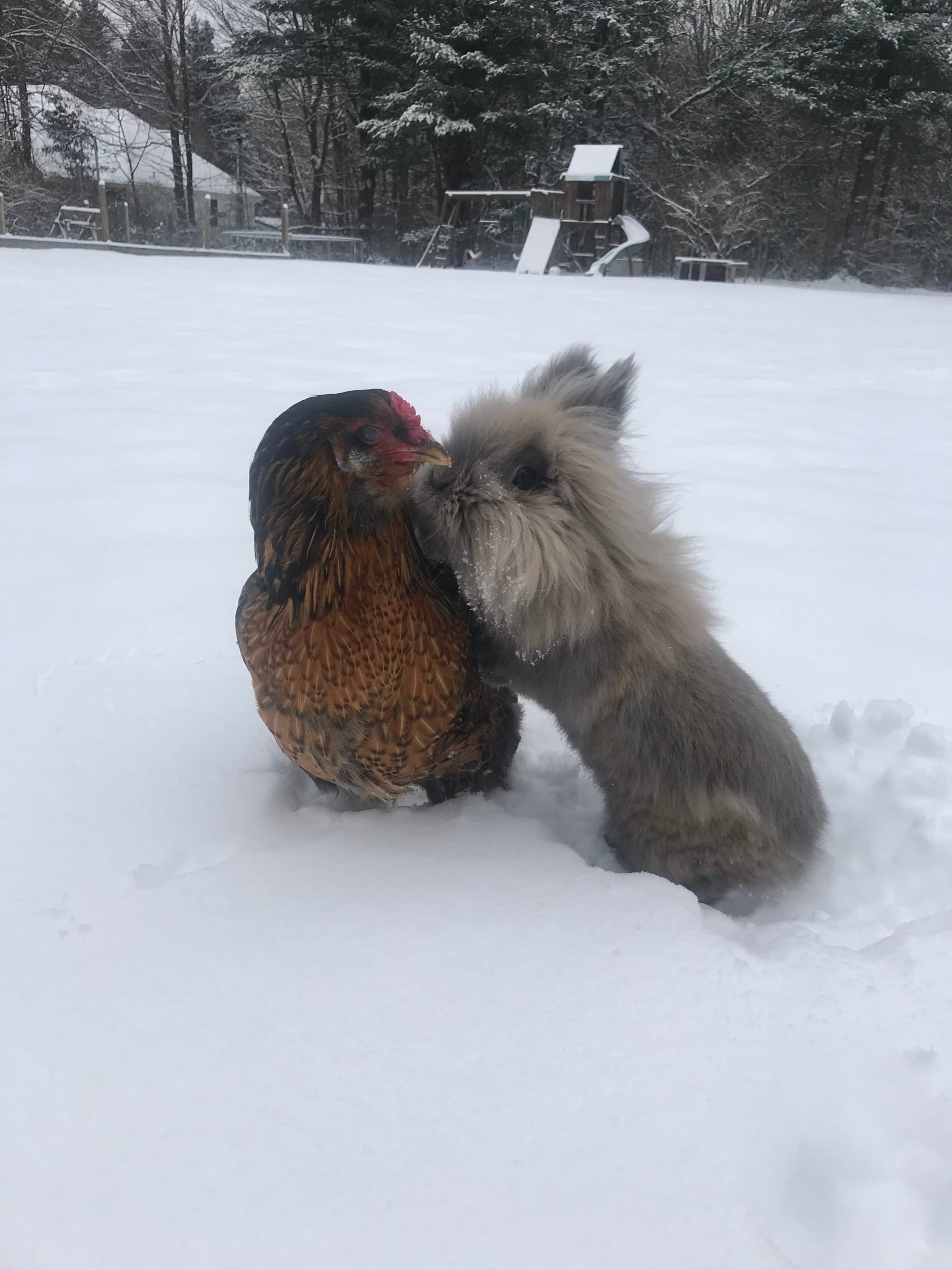 a chicken and a bunny play together in the snow