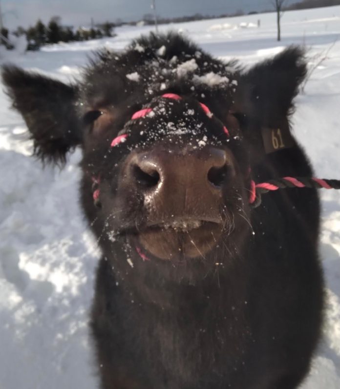 close up of earl the cow in the snow