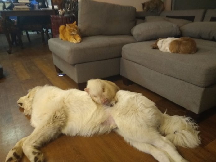 family naptime: on the couch, one cat and one dog; on the floor, one pig on top of one large dog