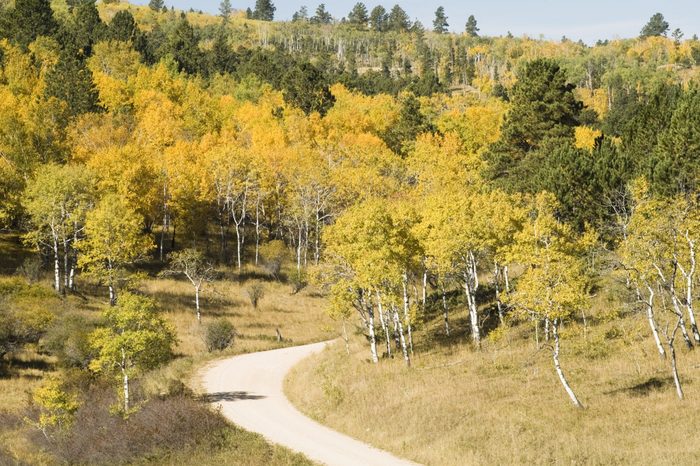 Fall colors in the Black Hills of South Dakota. Aspen Birch Mountain Ash and Ponderosa Pine on a hillside with a gravel road in the foreground