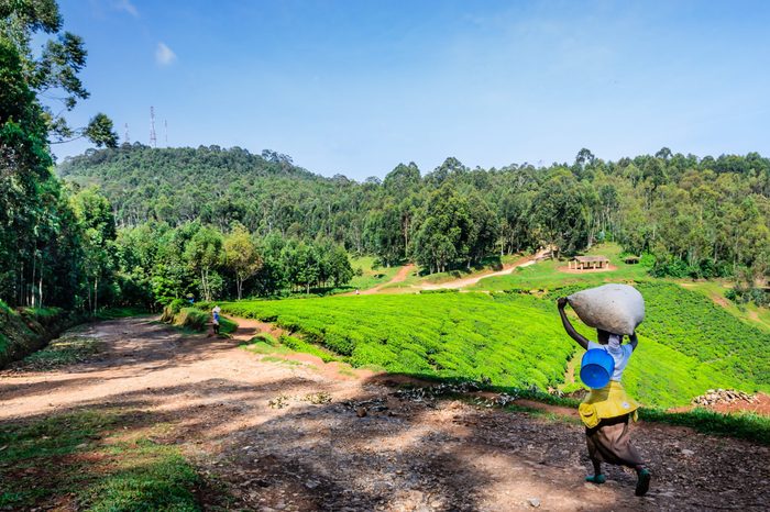 Tea plantation and tropical forest, sunny day, Rwanda,Nyungwe, selective focus