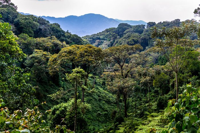 Tropical rain forest, Nyungwe National Park, Rwanda, Africa, wide format