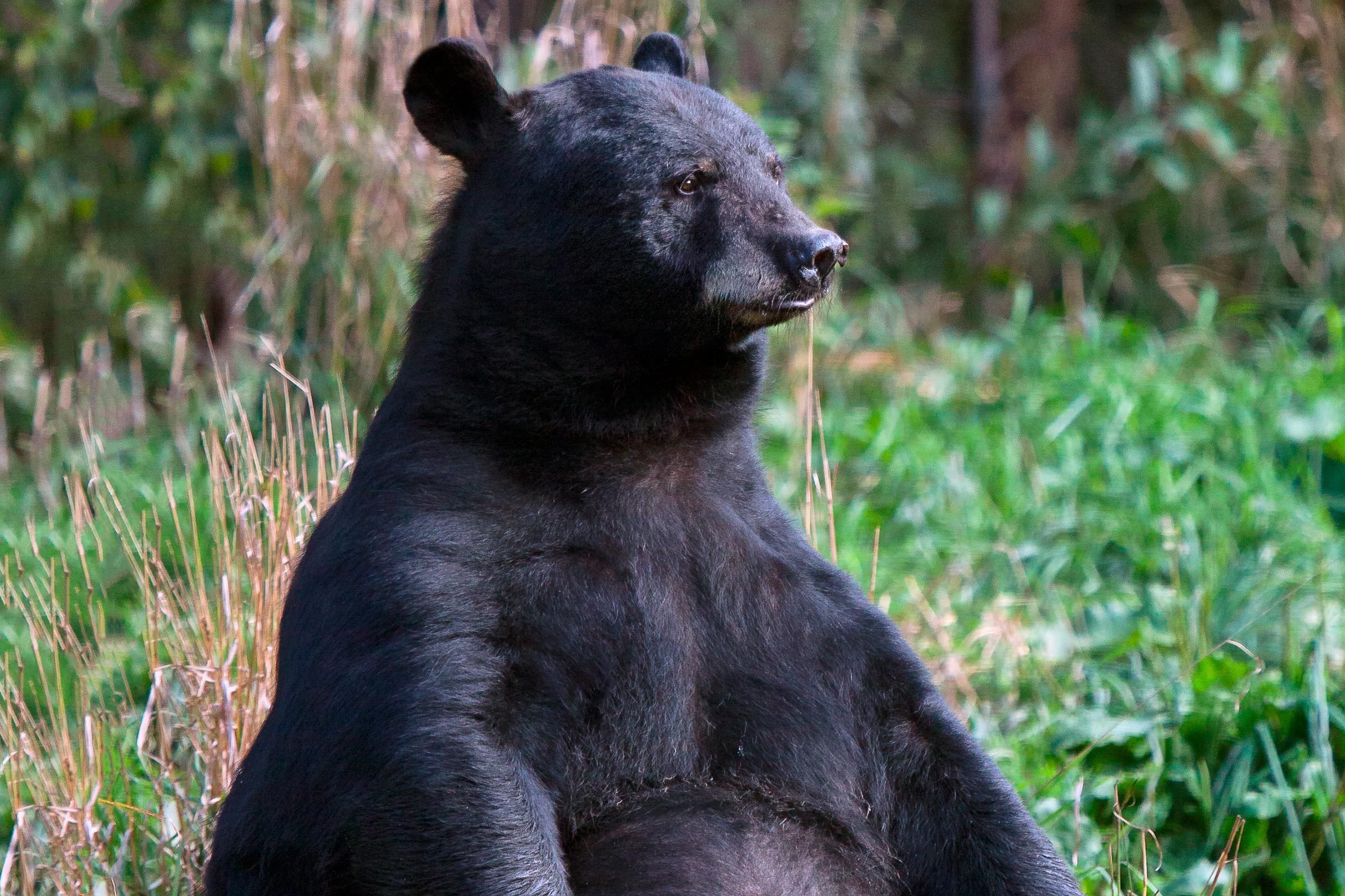 the bear who came to dinner american black bear