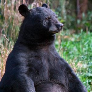 the bear who came to dinner american black bear