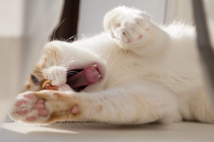 Yawning white cat stretching