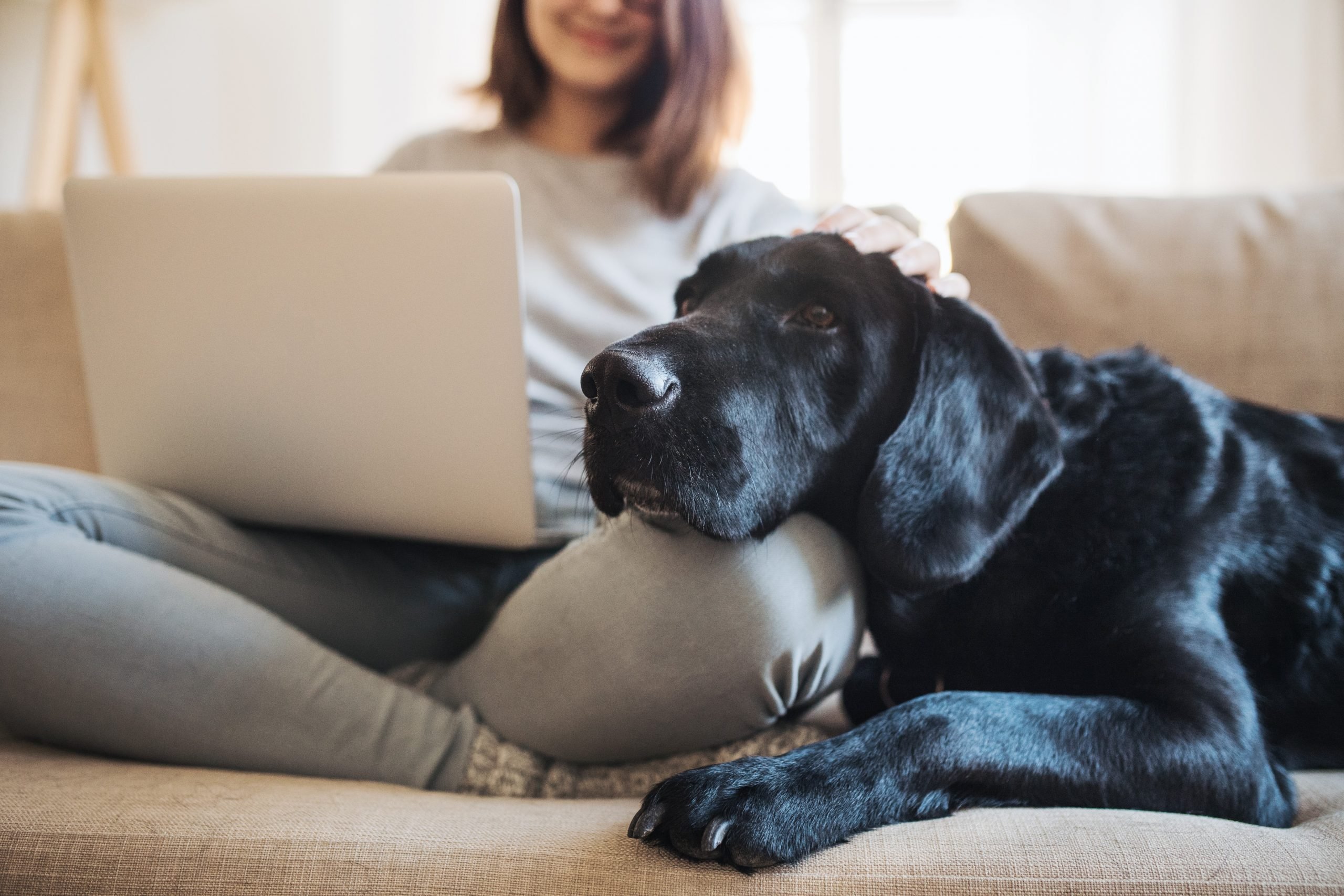 15 best apartment dogs