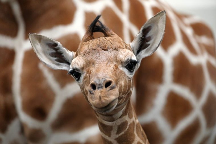 Detská žirafa s matkou