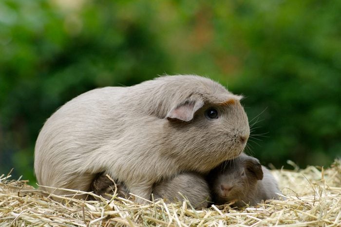 Guinea pig mom, slate, with pups in straw outdoors.