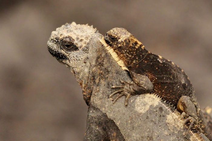 A baby marine iguana rides on the back of its mother isolated and protected from the chaos of a very large marine iguana colony on the Isabella Islands in the Galapagos, Ecuador