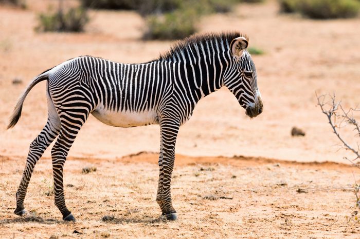 Grevys baby zebra in Samburu national reserve in Kenya