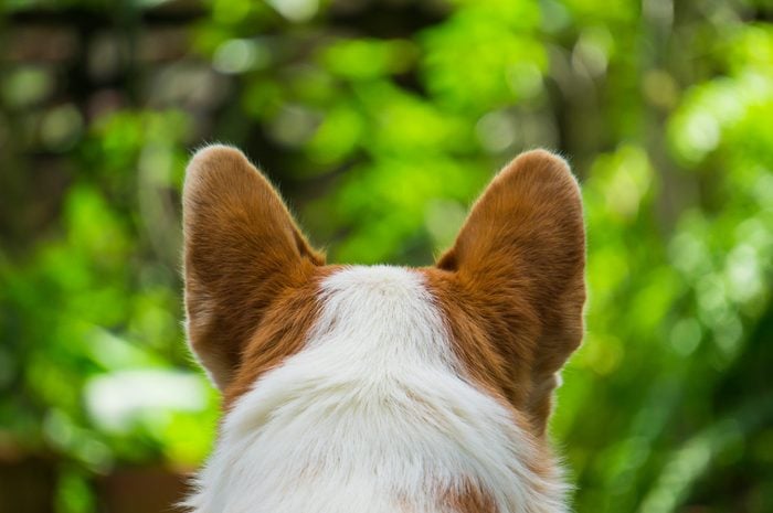beautiful close-up dog from behind view
