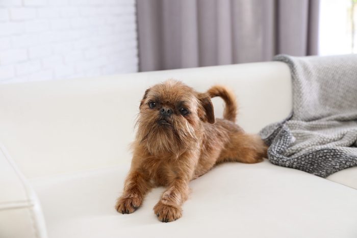 Adorable Brussels Griffon dog on sofa at home.