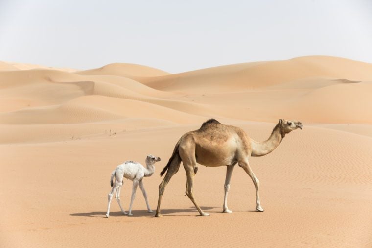 Hrdá arabská veľbloudská matka veľblúda chodiaca so svojím bielo sfarbeným dieťaťom v púšti Abu Dhabi, Spojené arabské emiráty.