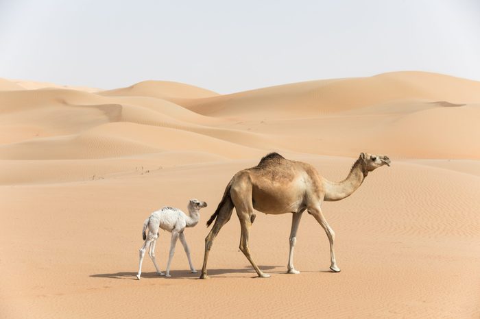 Proud Arabian dromedary camel mother walking with her white colored baby in the desert Abu Dhabi, UAE.