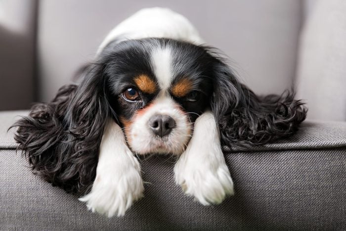 portrait of cute King Charles Cavalier spaniel on a gray couch