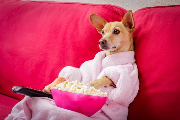 chihuahua dog watching tv or a movie sitting on a red sofa or couch with remote control changing the channels with popcorn