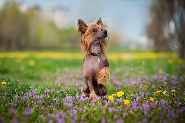 Chinese crested dog on the blooming field