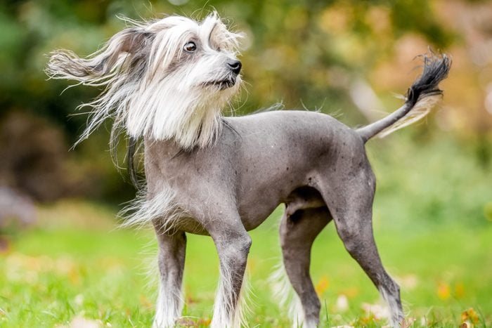 Chinese Crested Dog standing in the grass