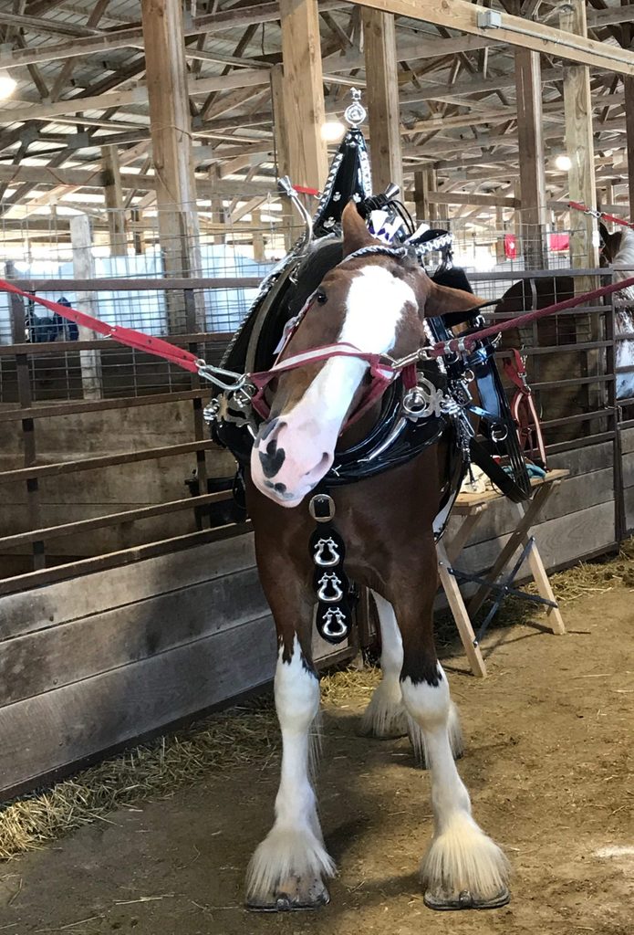 horse strikes a pose while wearing a saddle and other equipment in a barn