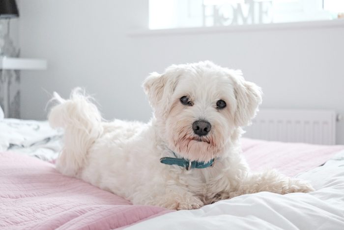 White fluffy Coton de tutelar dog lying on a bed looking happy. Mostly white image.