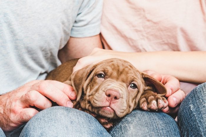 Cute, charming puppy, lying on the lap of a young and caring couple. Close-up. Pet Care Concept